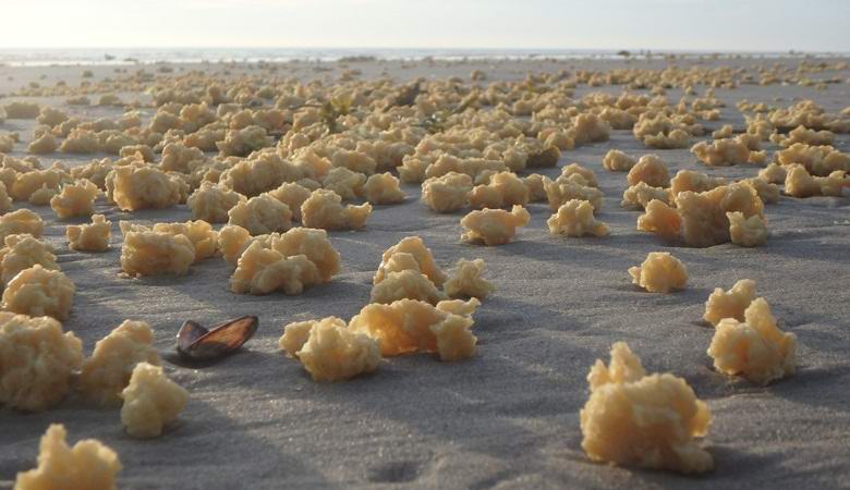 Tajanstvena supstanca dovedena na francusku obalu