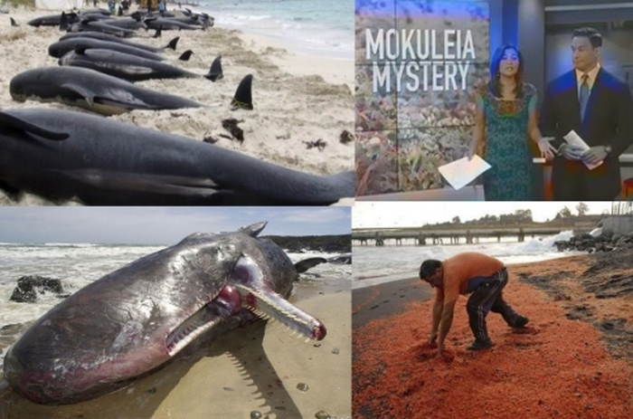 Na Havajima - ekološka katastrofa