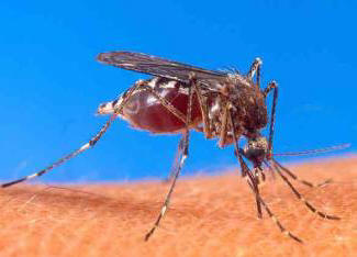 Na zadovoljstvo ljetnog stanovnika: stvorena je nova vrsta komaraca!