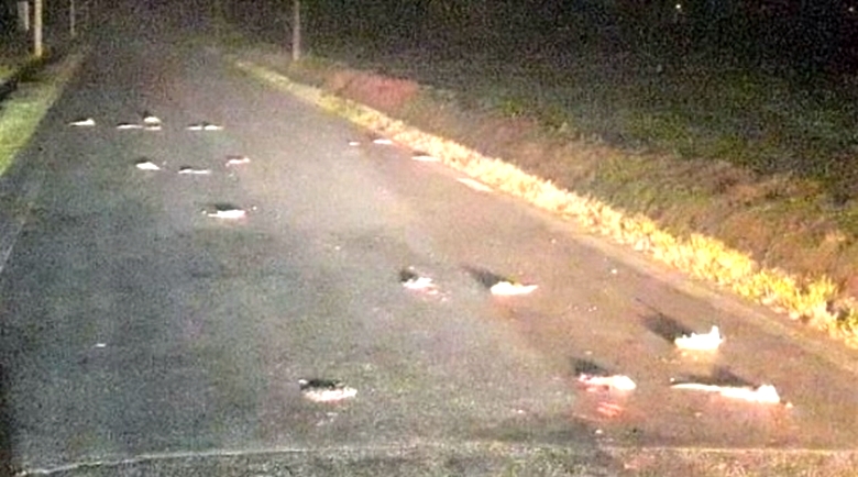 Na sjeveru Italije dolazi do invazije bijesnih pacova