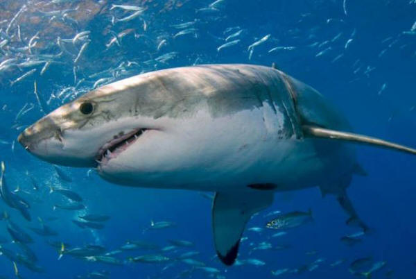 Neidentificirani i još veći grabežljivac napao je morsku moru s tri metra