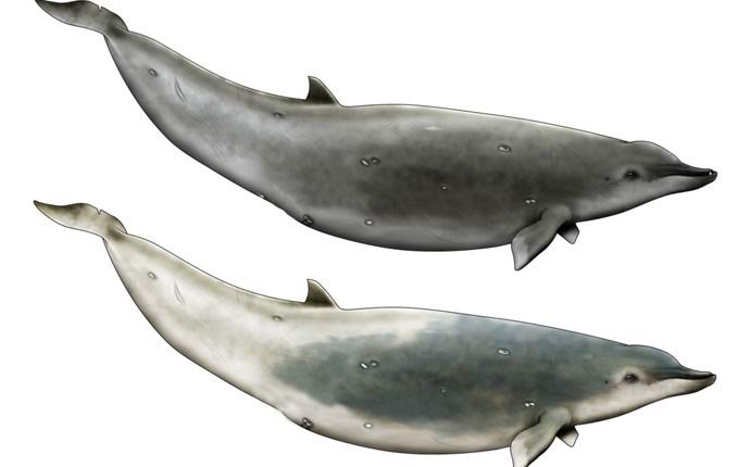 Video je prvi put snimio najrjeđe kitove