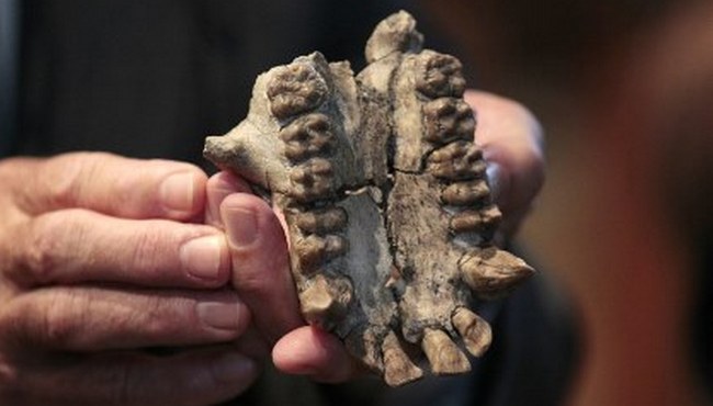 Pronađena još jedna vrsta drevnog čovjeka