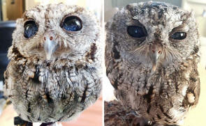 Pronašla sam sovu sa