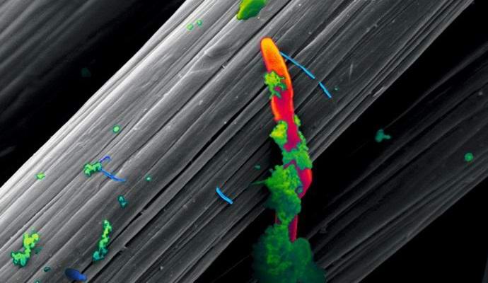 Pronađena bića koja se hrane strujom