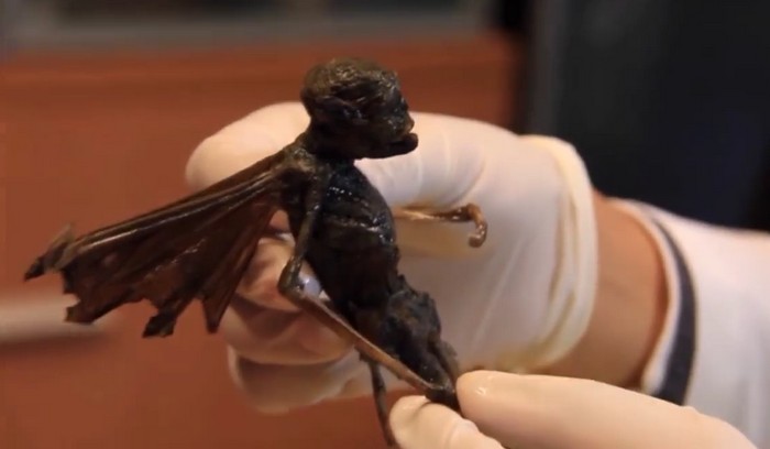 Pronašli ste tijelo vile ili vanzemaljca?