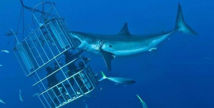 Napad na turiste ogromnom morskom psom uzbudio je Internet