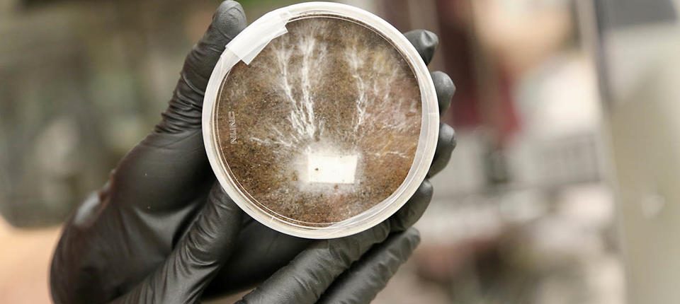 NASA planira 'uzgajati' baze na Marsu i Mjesecu iz nevjerovatnog materijala: gljiva 