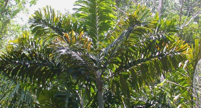 Fancy Trees - Walking Ecuadorian Palme
