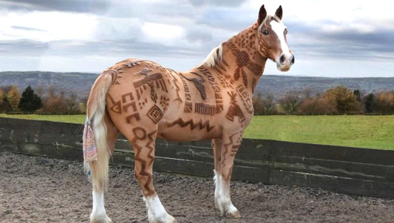 Neobični frizer - frizer za konje