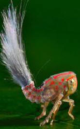 Neidentifikovani gipki predmet otkriven u džungli Južne Amerike