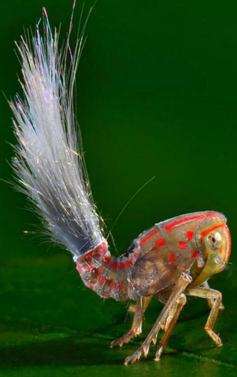 Rep bića je iza, a tačke vidljive na desnoj strani su oči.