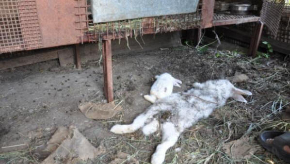 Neidentificirana zvijer je ubijena, ali nije pojela zečeve