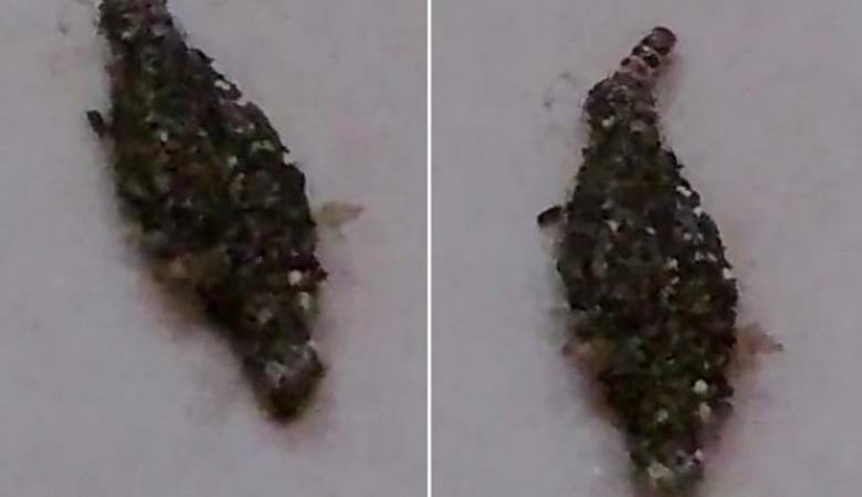 Nerazumljivo stvorenje snimljeno na video snimku