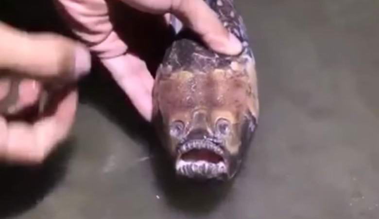 Čudna riba ulovljena u Kini
