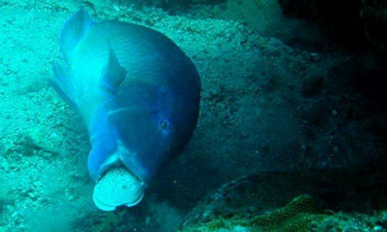 životinje 121 Neki očigledni dokazi da životinje imaju dušu