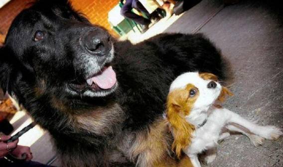 životinje 131 Neki očigledni dokazi da životinje imaju dušu