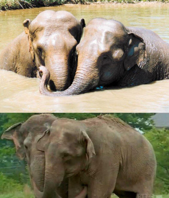 životinje 141 Neki očigledni dokazi da životinje imaju dušu.