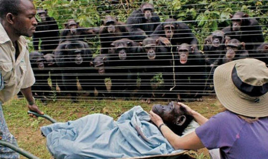 životinje 31 Neki očigledni dokazi da životinje imaju dušu