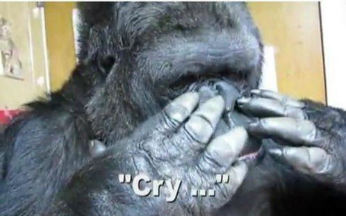 životinje 51. Neki očigledni dokazi da životinje imaju dušu.