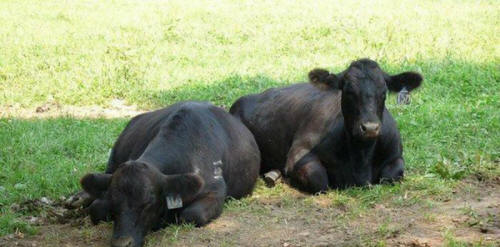 životinje 61 Neki očigledni dokazi da životinje imaju dušu