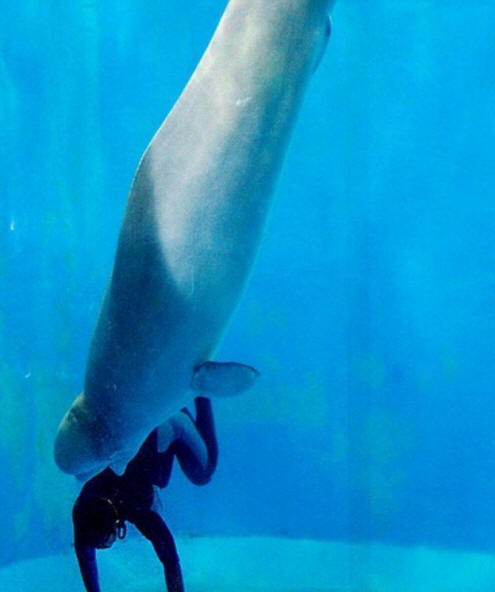 životinje 81 Neki očigledni dokazi da životinje imaju dušu.