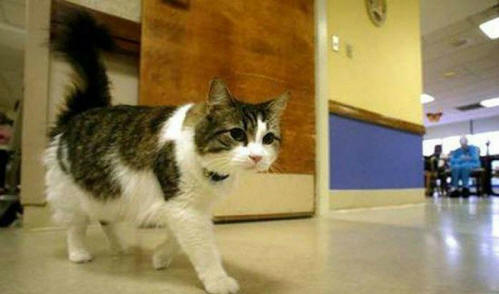 životinje 91 Neki očigledni dokazi da životinje imaju dušu