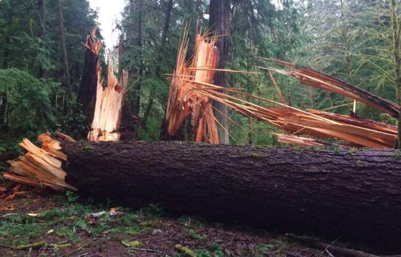 Nepoznata sila srušila je stotine stoljetnih stabala u SAD-u