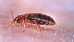 Norveška je plivala uz horde kreveta