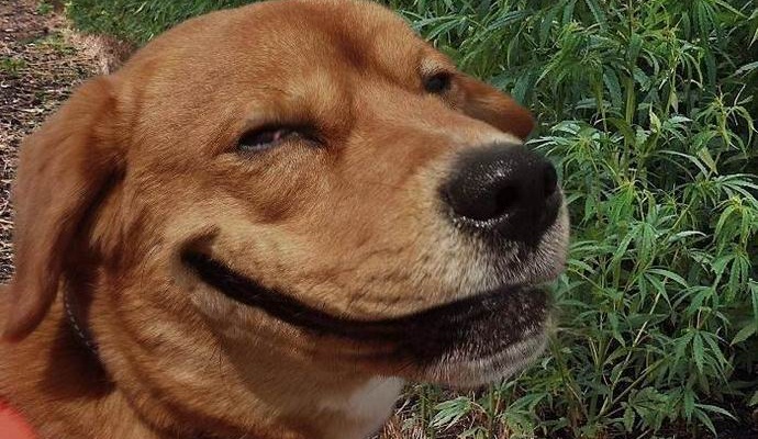 Novi američki zakon omogućit će životinjama pušenje marihuane