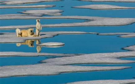 Lažni alarm: između 1966. i 2006. populacija polarnih medvjeda povećana