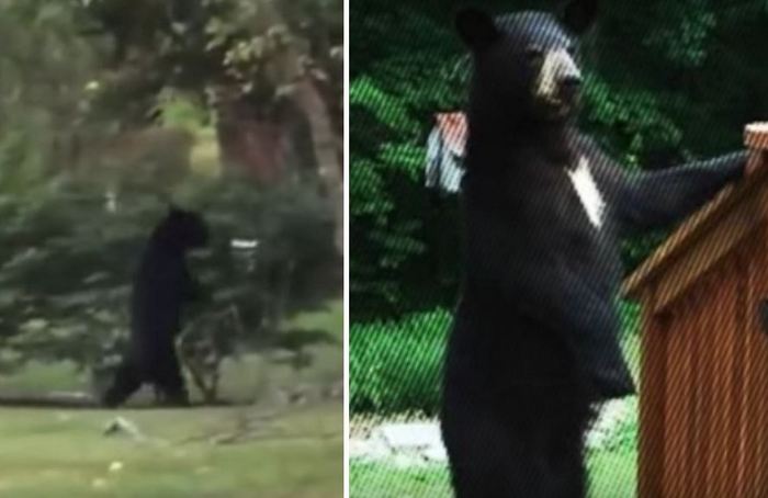 Novi uspravni medvjed zamijenio je Pedalu.