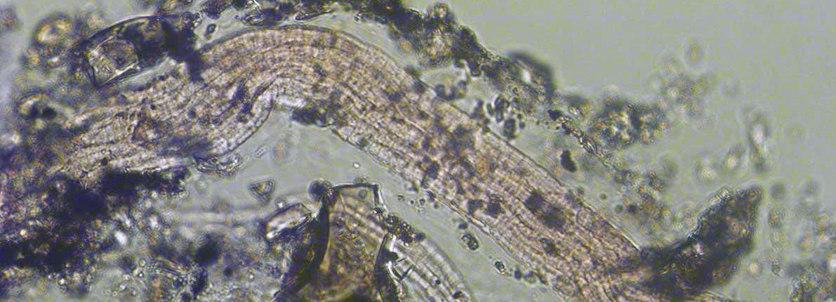 Nova vrsta metabolizma pronađena u bakterijama 