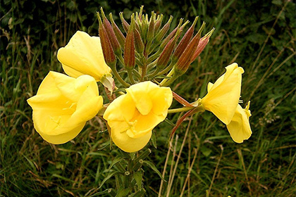 Recite riječ o seksualnoj reprodukciji