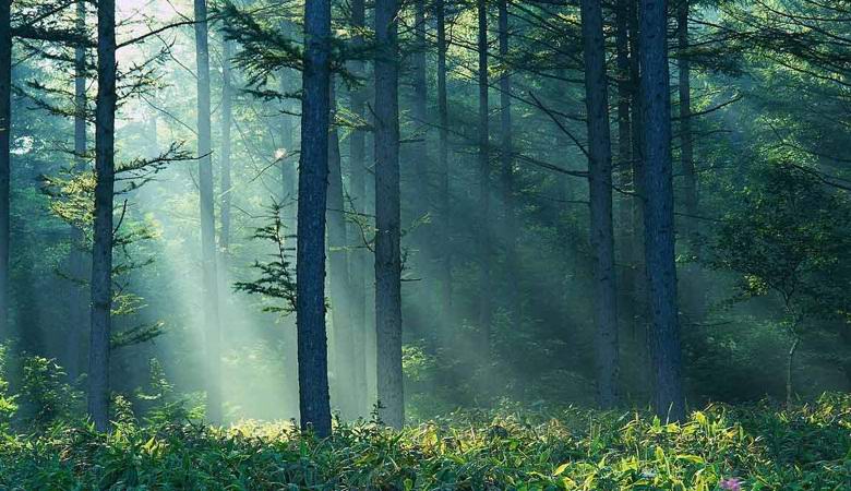 O tajanstvenoj tajgi anomaliji na Uralu