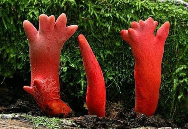 Otkrivene su otrovne gljive koje se čak i ne mogu dodirnuti.
