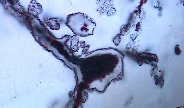 Otkriveni najraniji dokazi o životu na Zemlji 