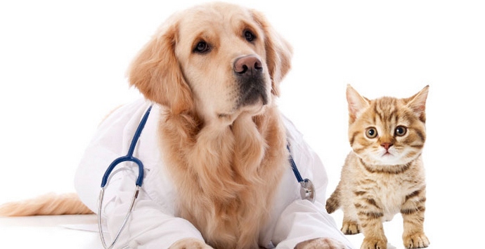 Obratite pažnju na ove životinje