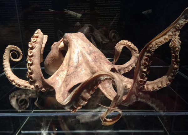 Jedna od Darwinovih ideja o evoluciji potvrđena je 140 godina nakon njegove smrti 