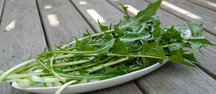 Maslačak je mnogo zdraviji od ostalih zelje koje jedemo.