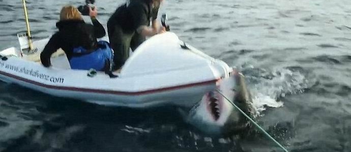 Ogromna ajkula napala je posadu kanala