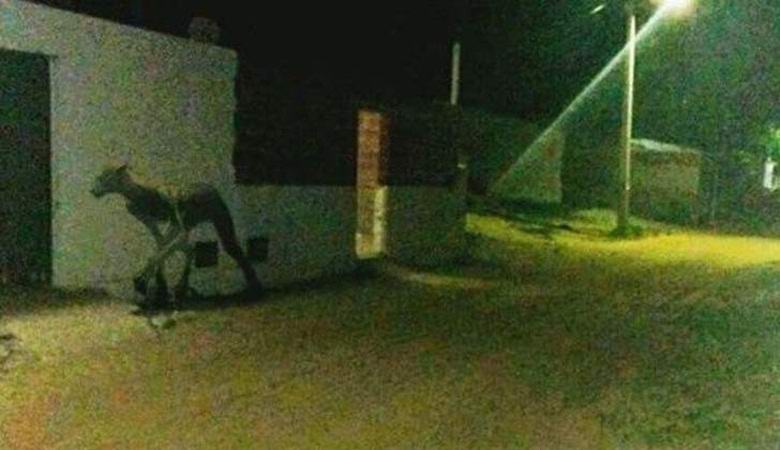 Ogromno pseće čudovište teroriše Argentince