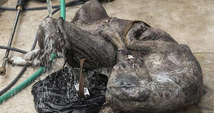 Teksaški lovac našao mrtvu Chupacabru