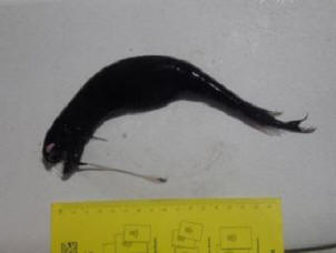 Oceanolozi imaju čudno stvorenje