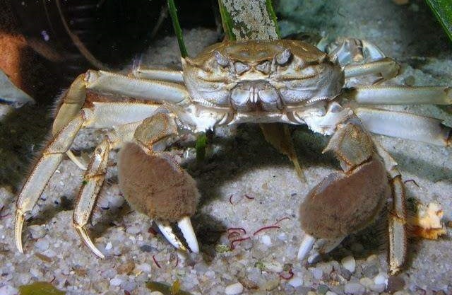 U Ukrajini završava opasne dlakave rakove