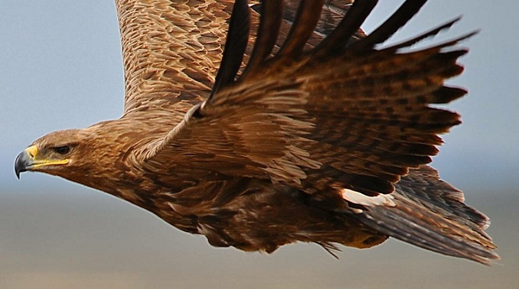 Orlitsa je upropastila ornitologe slanjem skupih SMS poruka iz inostranstva