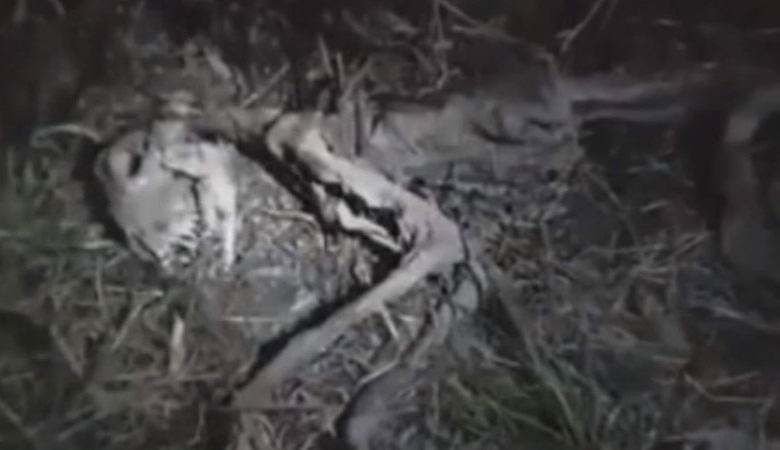 Ostaci čudnog stvorenja pronađeni u Čileu