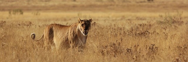Pazite: mladunče lavova je na putu!