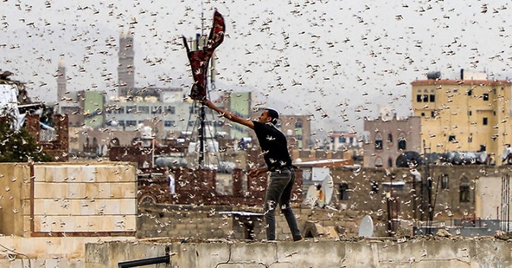 Pakistan napali horde skakavaca. Proglašeno vanredno stanje