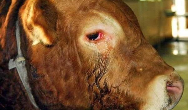 Bik je plakao radnike iz klanice